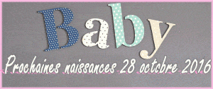 naissance-chiot-chihuahua
