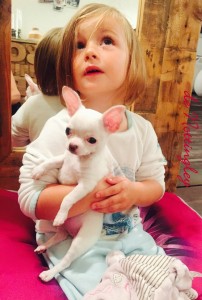 chihuahua-et-les-enfants