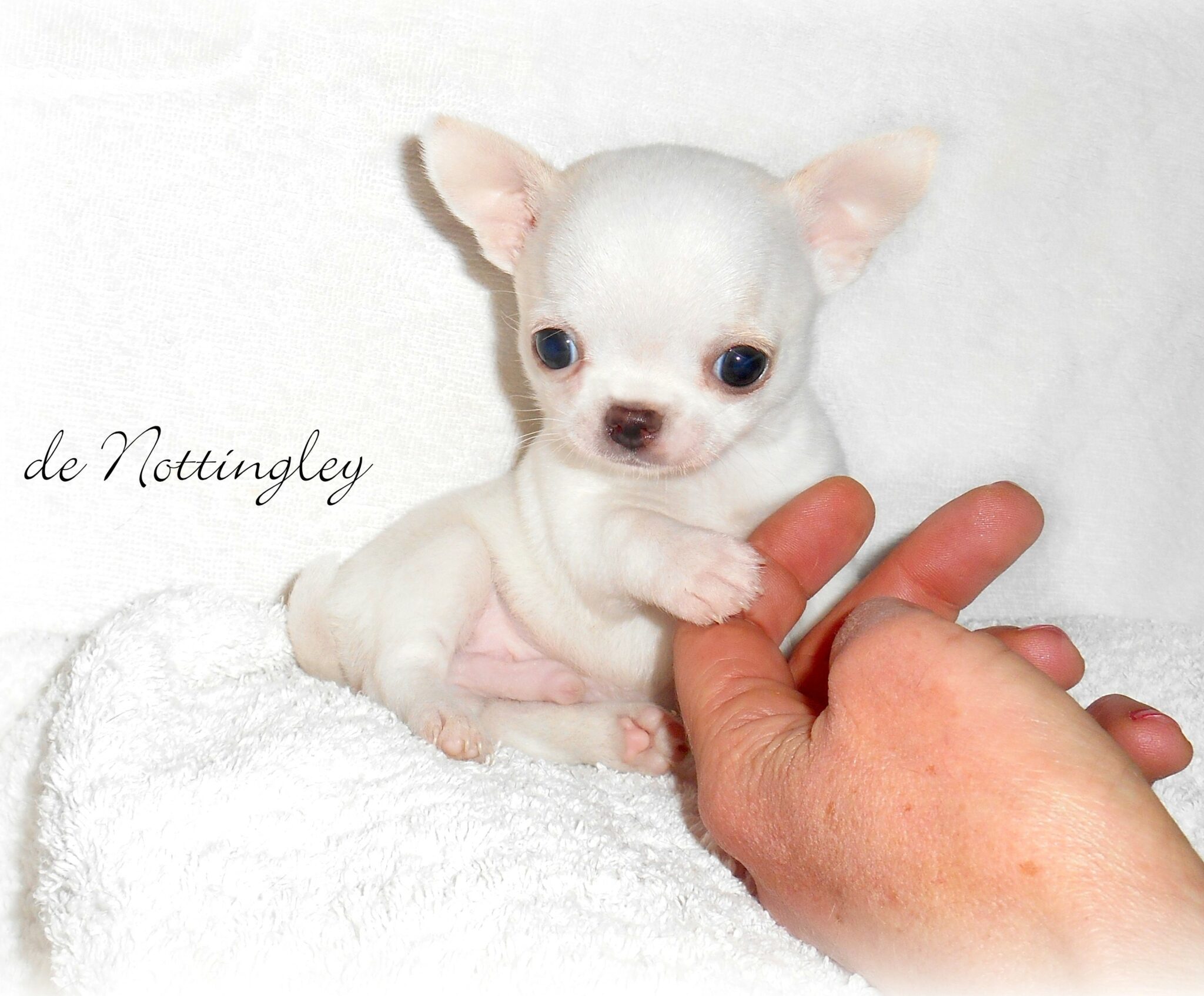 Bebe Chien Trop Mignon A Vendre Bebe Chien Trop Mignon A Vendre