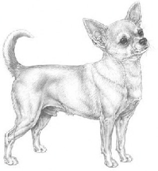 Standard du Chihuahua