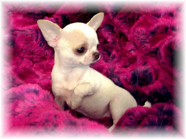 ce petit chihuahua a un petit nez et de toutes petites oreilles