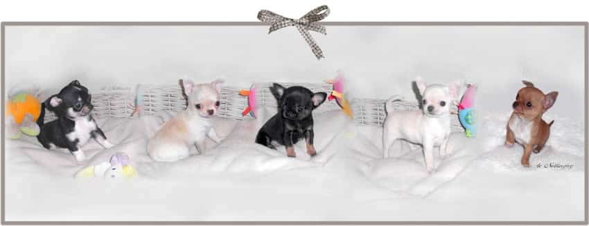cinq chiots chihuahuas de différentes couleurs