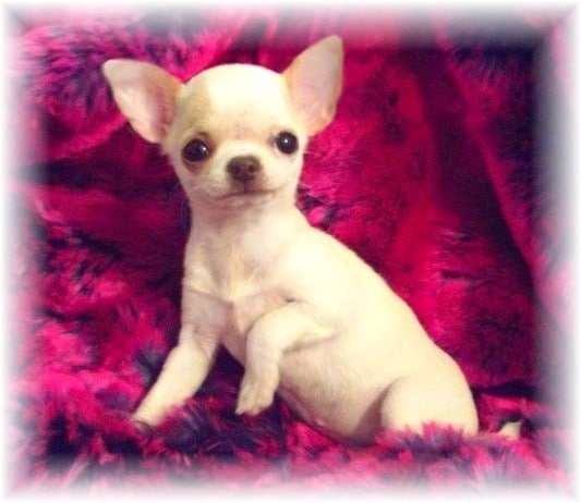 petite chihuahua très féminine avec un joli type