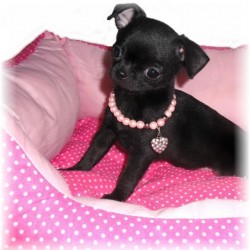 chihuahua chiot femelle poil court noir ravissante petite femelle chihuahua noire
