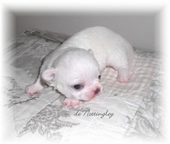 chiot chihuahua blanc de l'élevage de nottingley