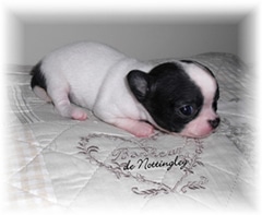 chiot chihuahua de l'élevage de nottingley