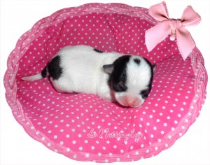 chiiot chihuahua poil court blanc et noir inscrit au LOF