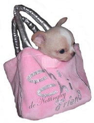 chiot chihuahua lof au poil court