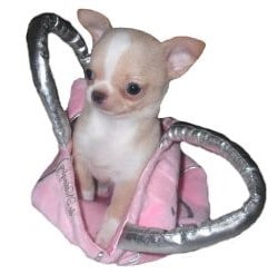 chiot chihuahua à vendre