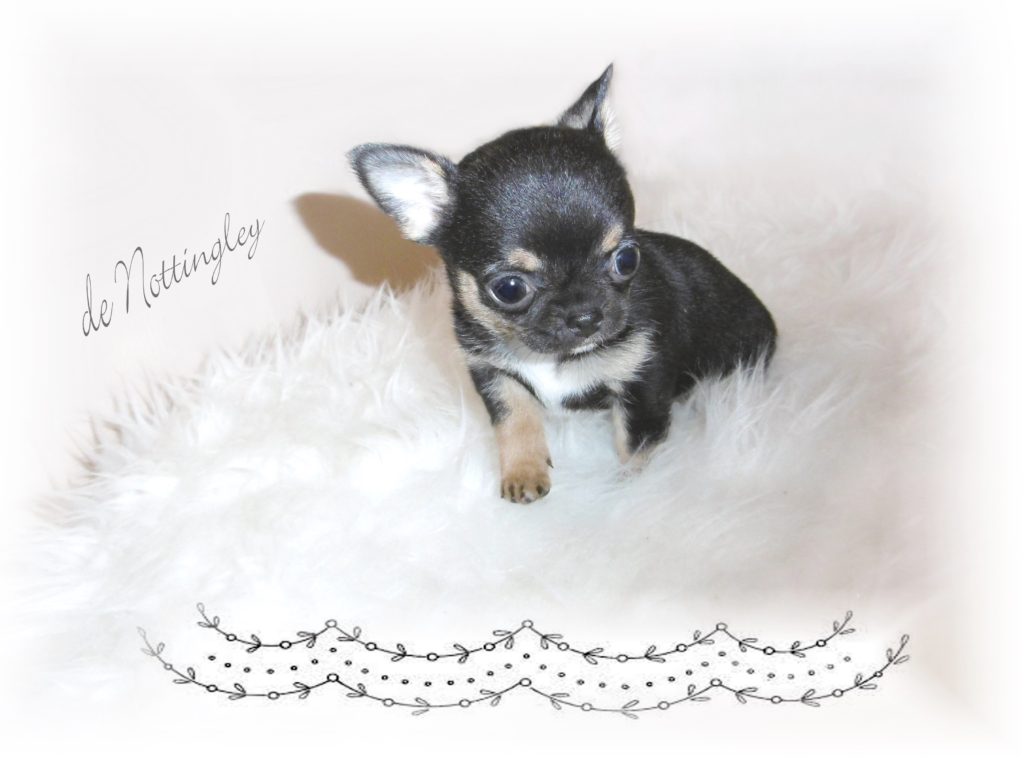 Le Mini Chihuahua Chihuahua Miniature Ou Tea Cup Elevage