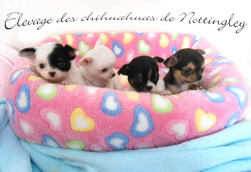 quatre chiots chihuahuas nés à l'élevage de nottingley