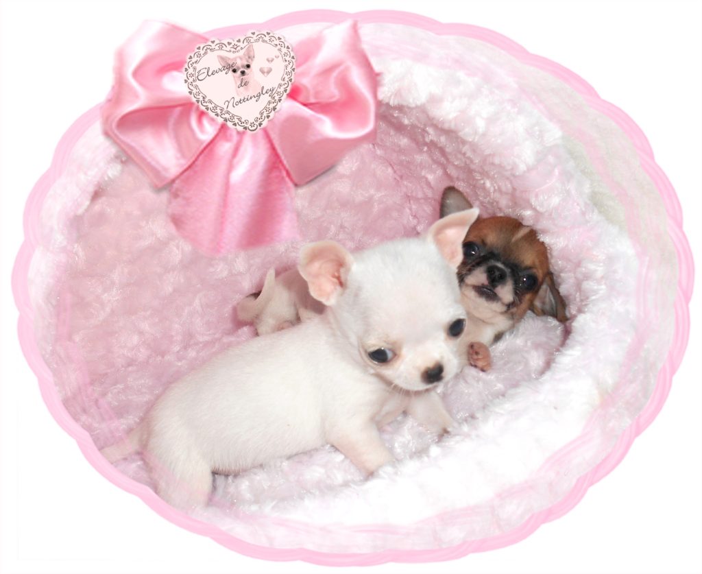 Elevage De Chihuahua Lof De Nottingley