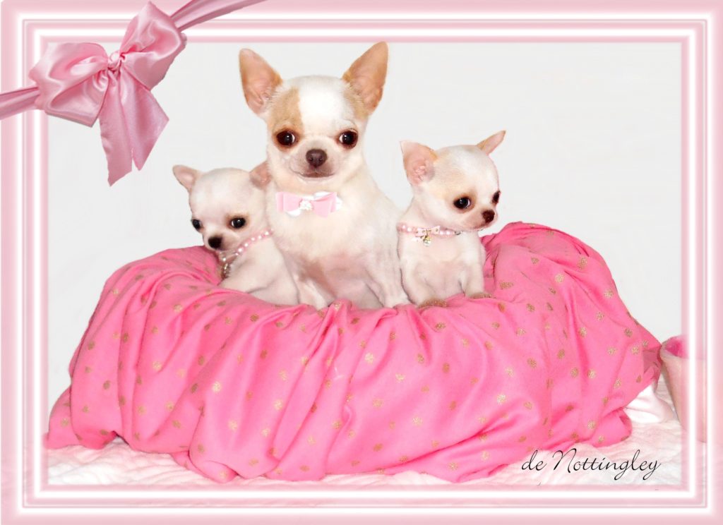 Elevage De Chihuahua Lof De Nottingley