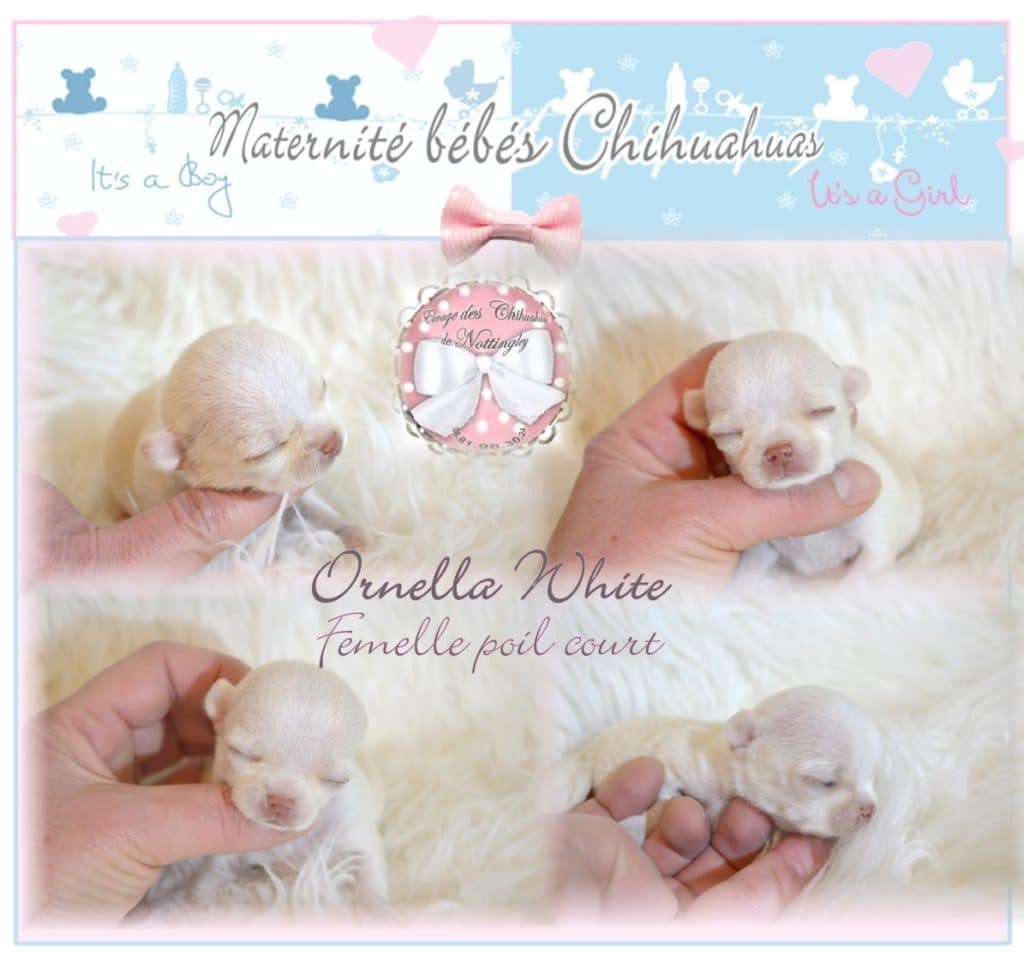 Le Mini Chihuahua Chihuahua Miniature Ou Tea Cup Elevage