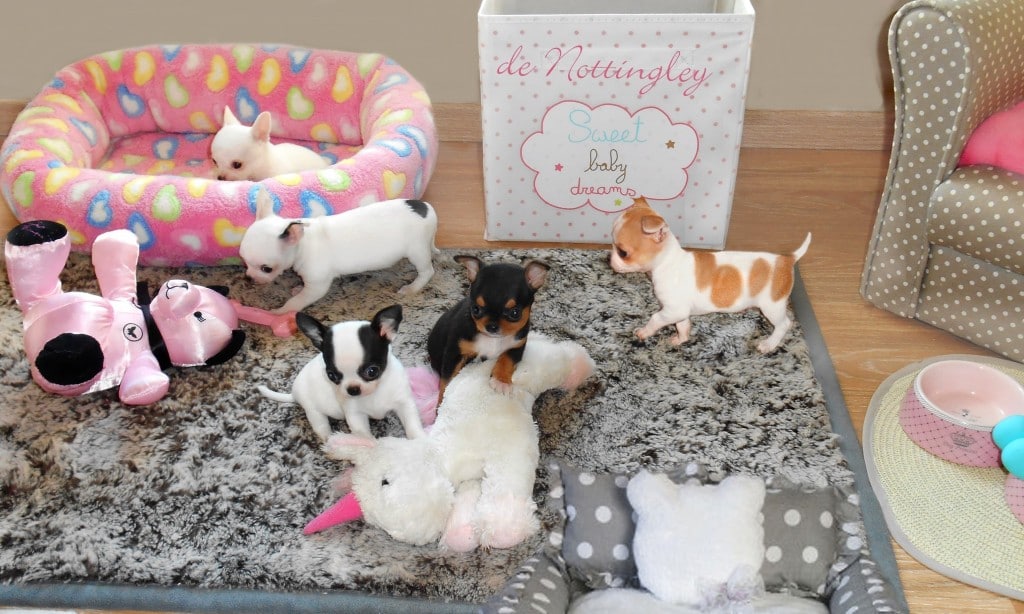 la cours de récréation de nos chiots chihuahuas, une belle liberté.