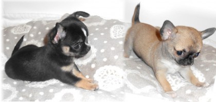 meilleur-élevage-chihuahua Nos chiots sont tous heureux de vivre et débordent d'affection