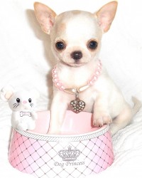 mini-chihuahua-disponible Très jolie petite femelle chihuahua chic