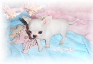 Très joli chiot mini chihuahua tout blanc très bien typé