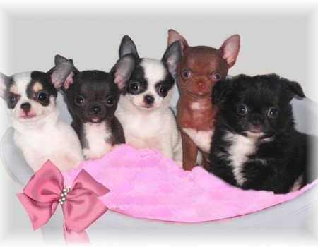 petits chiots chihuahuas Elevage familial spécialiste du chihuahua LOF
