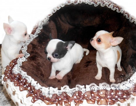 vente-de-mini-chihuahua Les petits coquins dans un nouveau couffin