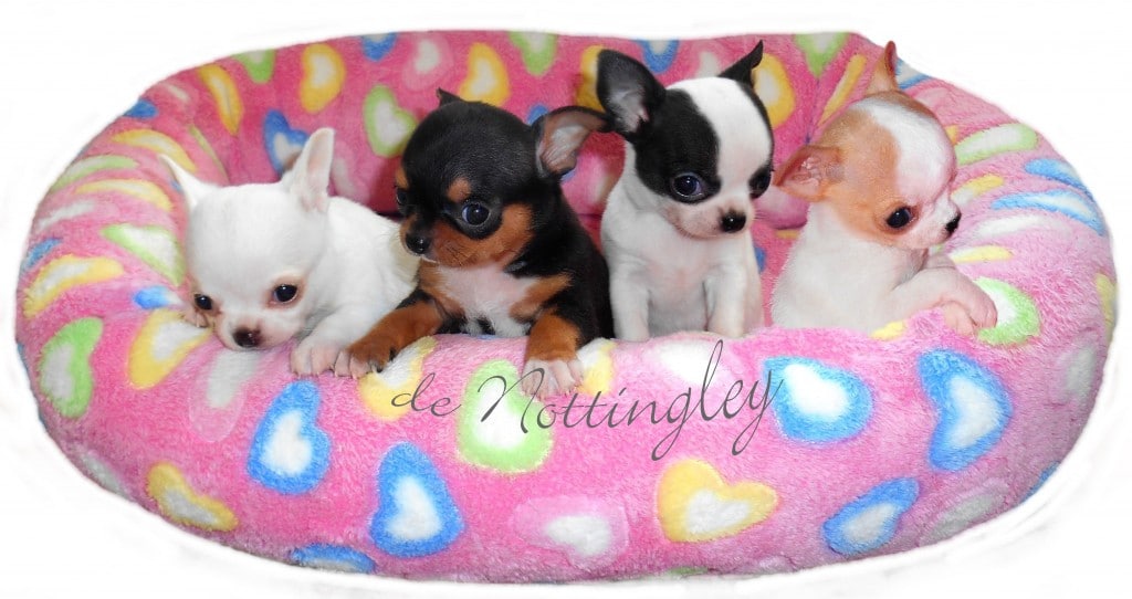 quatre jolie couleurs de chihuahua, petits chiots de l'élevage de nottingley spécialiste du chihuahua