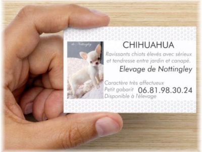 élevage-de-chihuahua élevage-de-chihuahua
