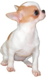 élevage-de-chihuahua Notre élevage de chihuahua est proche de Paris