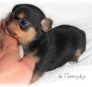 éleveur-chihuahua chiot chihuahua bien typé