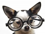 chiwawa-orthographe