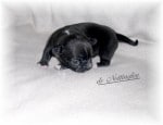 Chiot Chihuahua Fevrier 2013