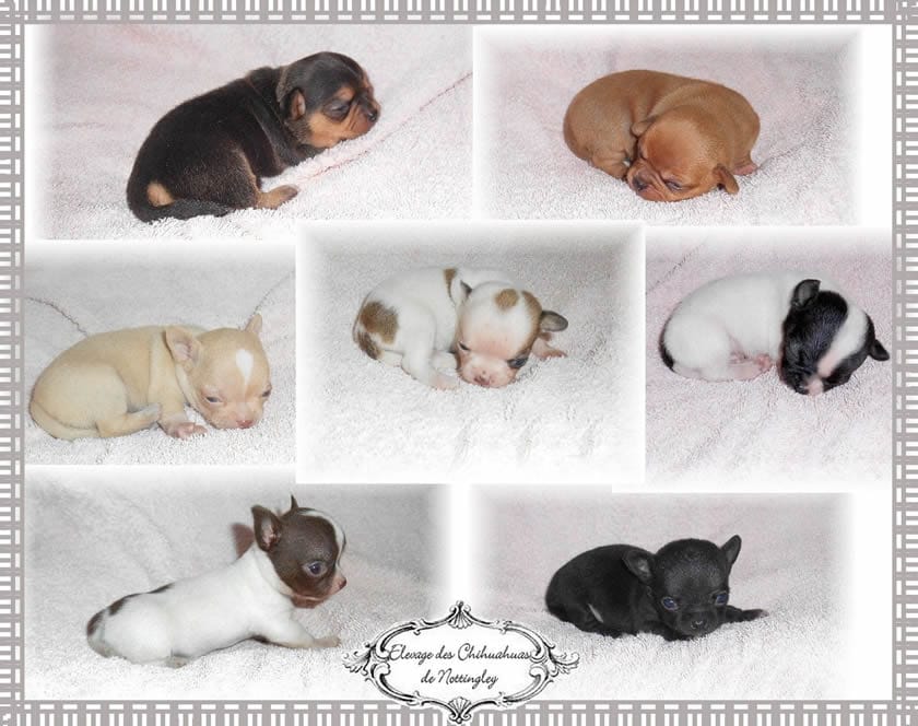 Chiots Chihuahua Elevage de Nottingley