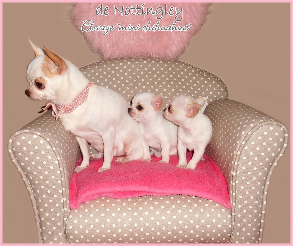 Le Mini Chihuahua Chihuahua Miniature Ou Tea Cup Elevage