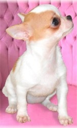 Qu-est-ce qu'un mini Chihuahua ? Qu-est-ce qu'un mini Chihuahua ?