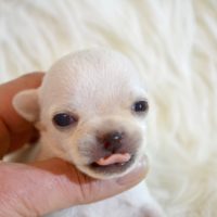 chihuahua-blanc-miniature mini chihuahua né en 2018