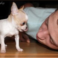 mini-chihuahua mini-chihuahua