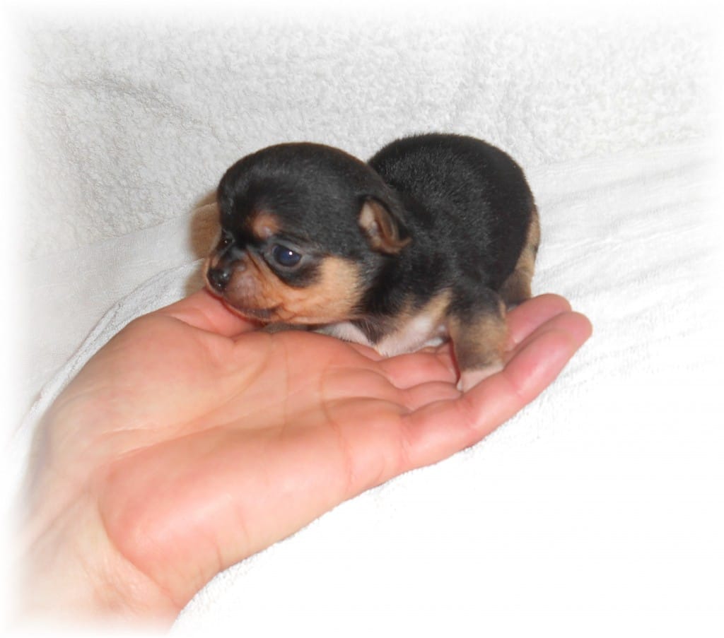 77+ Le Plus Petit Chihuahua - l2sanpiero