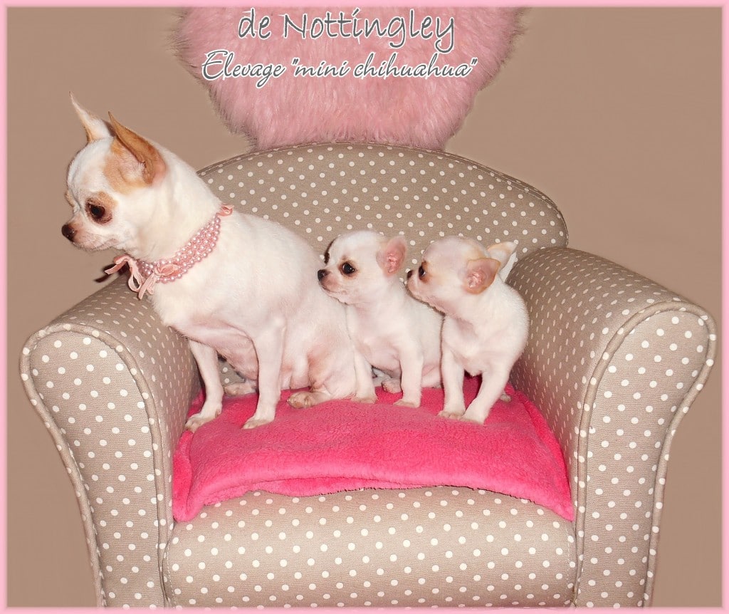 mini chihuahua petit chien de sac à main