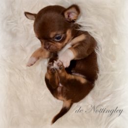 mini chihuahua petite femelle chihuahua chocolat poil court lof miniature