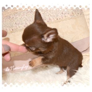 éleveur-mini-chihuahua toute mini, mais tout va très bien !