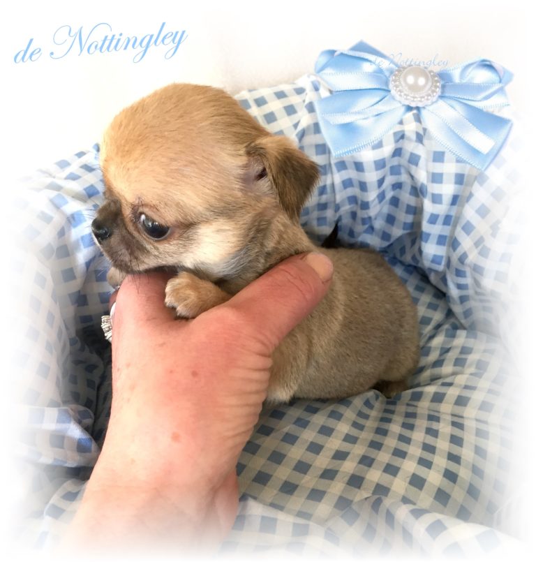Le mini Chihuahua, Chihuahua miniature ou Tea Cup - Elevage De Nottingley