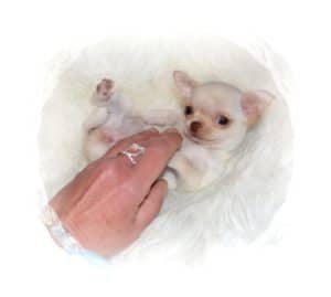 Le Mini Chihuahua Chihuahua Miniature Ou Tea Cup Elevage