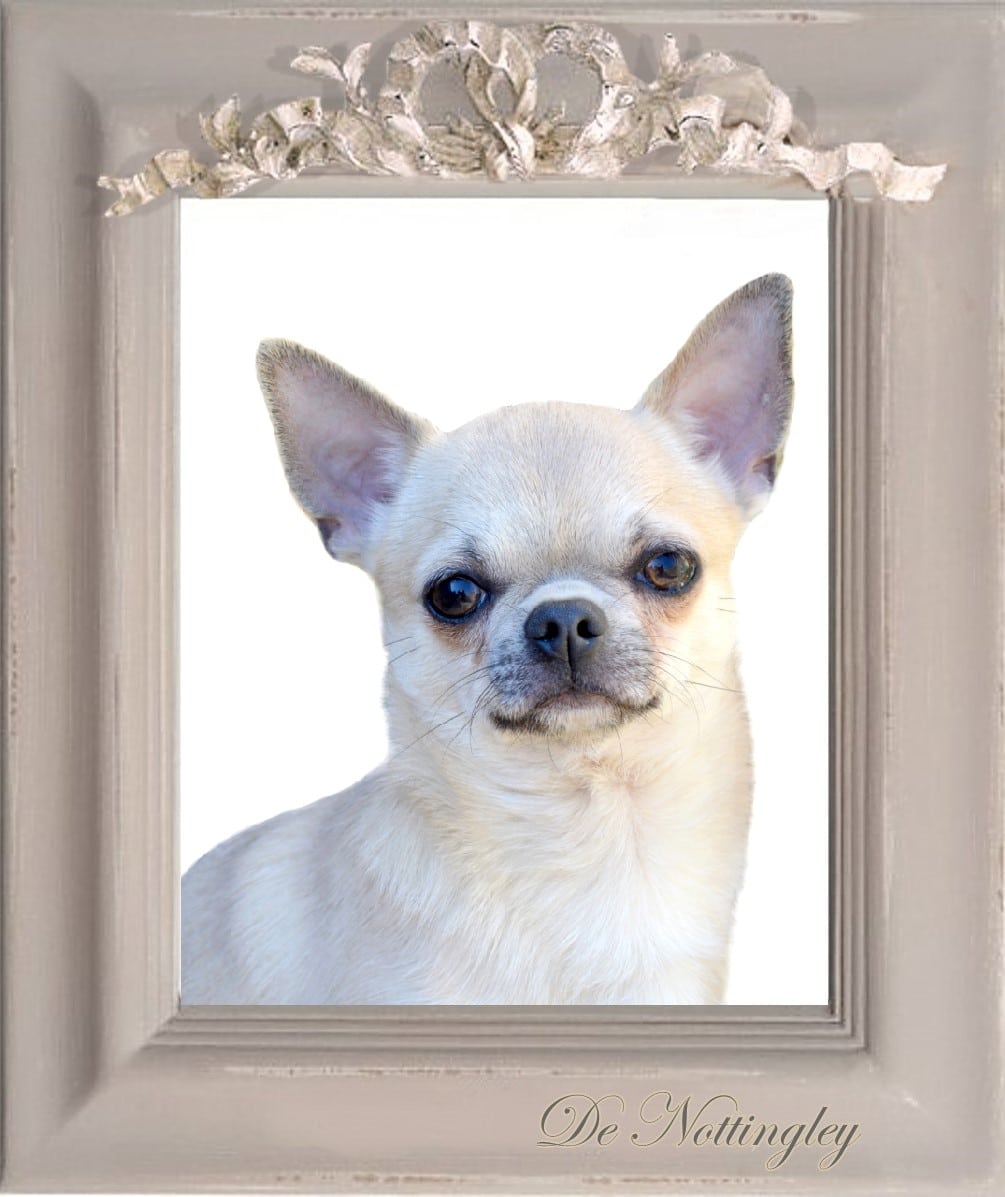 chien chihuahua lof au poil court